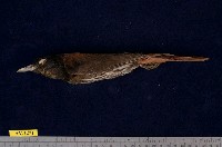 藏品(朱鸝)的圖片